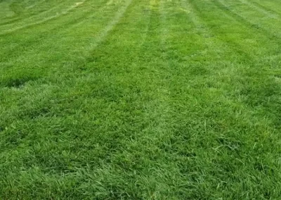 Great Landscaping Services