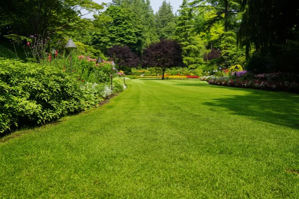 Lawn Maintenance