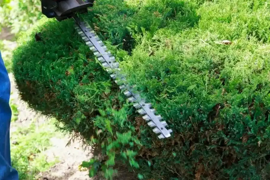 Affordable Bush Trimming Durham, NC Affordable Bush Trimming Durham, NC